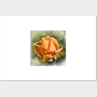 Peach Rose Bud In Watercolor Posters and Art